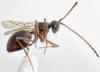 Glauraspidia microptera
